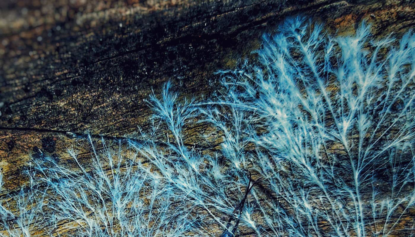 Blue-white mycelium spreading across dark wood