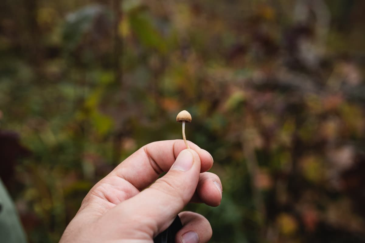 A hand holding a tiny mushroom in a forest setting